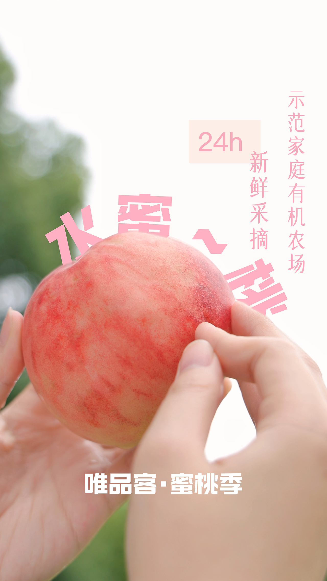 无码人妻精品一区二区三区蜜桃:中国十大白茶品牌最新排名,中国白茶品牌新纪元，无码人妻精品与白茶排名的交融