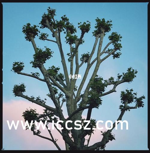 免费看黄app软件下载最新:莲美恋最新,免费看黄app软件下载最新，莲美恋最新探索与体验