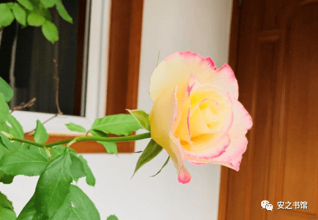 村长用力挺进她的花苞:01-05-08-11-20-27E:21,村长的坚定步伐,绽放花蕊的历程 村长用力挺进她的花苞:01-05-08-11-20-27E:21,村长的坚定步伐,绽放花蕊的历程