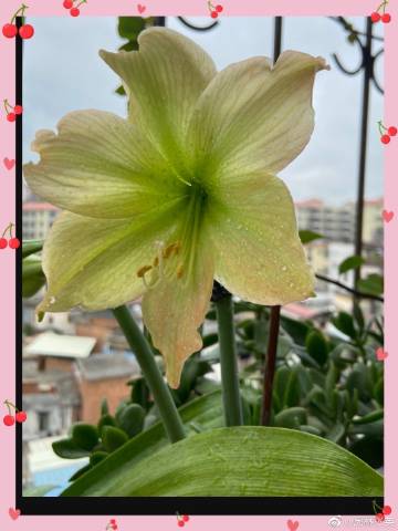 村长用力挺进她的花苞:01-05-08-11-20-27E:21,村长的坚定步伐,绽放花蕊的历程 村长用力挺进她的花苞:01-05-08-11-20-27E:21,村长的坚定步伐,绽放花蕊的历程