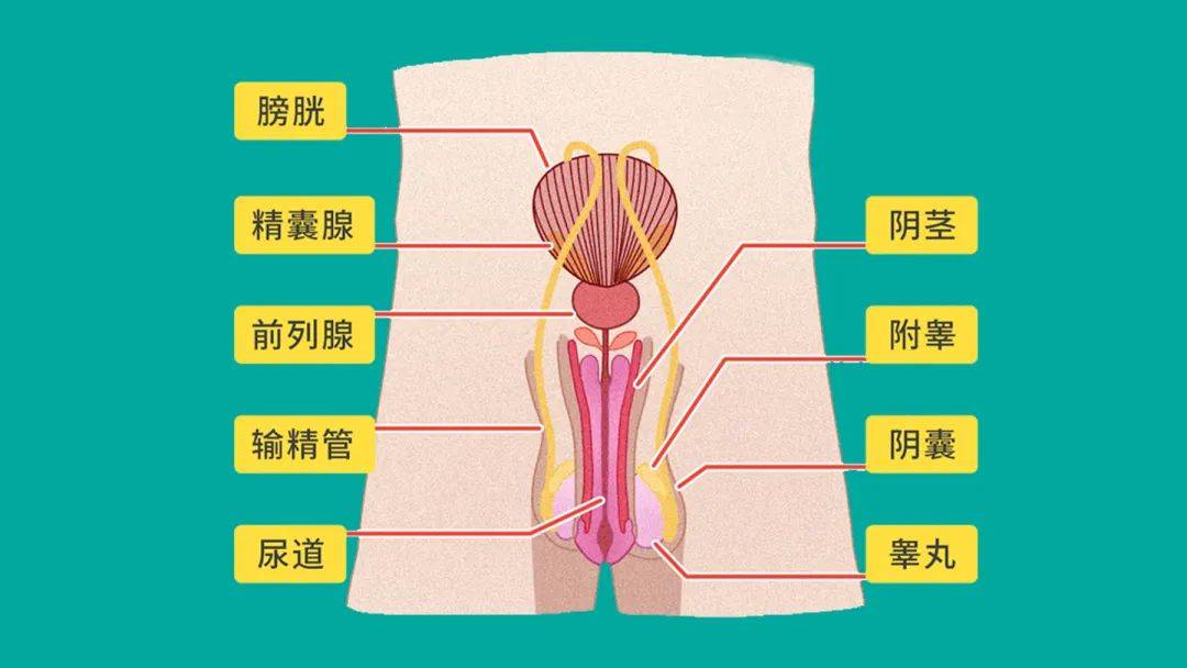 西西人体大胆瓣开下部自慰:06-11-23-27-33-43P：18,西西人体探索，大胆瓣开下部自慰的深层解析（敏感话题讨论）
