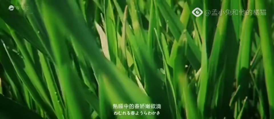 青草青草久热精品视频国产4:02-22-33-36-40-49M：10,青草与精品视频，国产影视的新探索与深度解读
