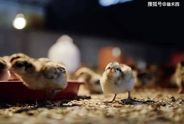 人禽杂交18禁网站免费:11-14-22-26-31-45V：06,关于网络内容与伦理道德的探讨 —— 以人禽杂交等关键词为例