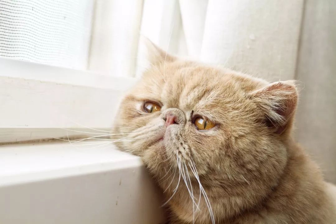 猫咪免费人成网站在线观看:19-30-34-36-37-49R：25,关于猫咪免费在线观看网站的一些探讨