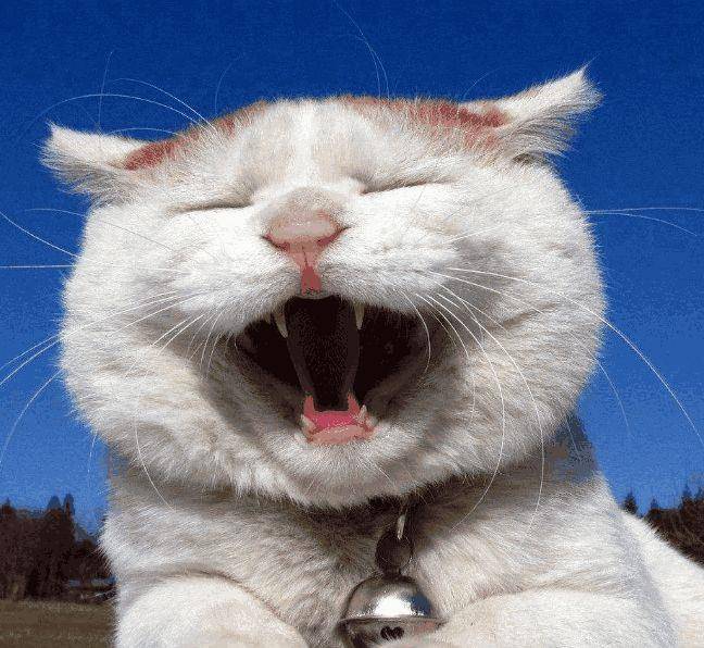 猫咪免费人成网站在线观看:19-30-34-36-37-49R：25,关于猫咪免费在线观看网站的一些探讨
