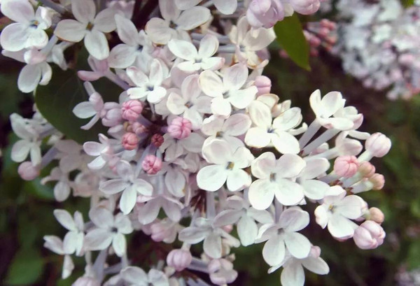 激情综合色五月丁香六月亚洲:14-19-21-35-40-43R:45,激情综合色,五月丁香与六月亚洲的独特魅力(14-45岁月人群必看) 激情综合色五月丁香六月亚洲:14-19-21-35-40-43R:45,激情综合色,五月丁香与六月亚洲的独特魅力(14-45岁月人群必看)