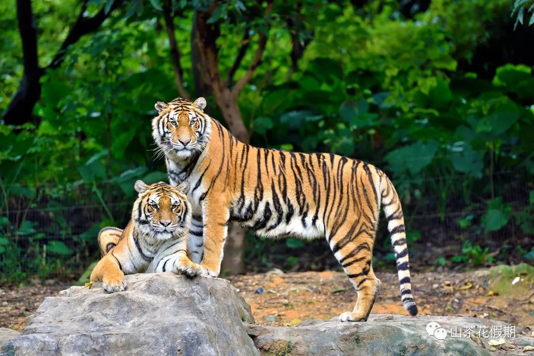 四虎国产精亚洲一区久久特色:01-02-06-09-18-24R:45,四虎国产精亚洲一区久久特色,探索独特魅力与深层内涵 四虎国产精亚洲一区久久特色:01-02-06-09-18-24R:45,四虎国产精亚洲一区久久特色,探索独特魅力与深层内涵