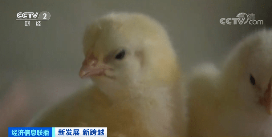 欧美老妇与禽交:02-18-19-24-34-48U:47,欧美老妇与禽交,探索一种文化现象的背后 欧美老妇与禽交:02-18-19-24-34-48U:47,欧美老妇与禽交,探索一种文化现象的背后