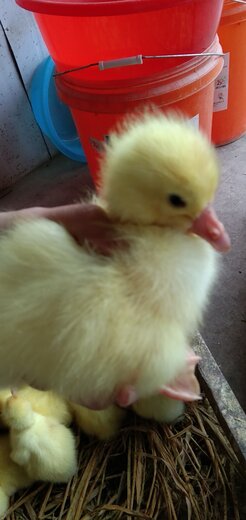 欧美老妇与禽交:02-18-19-24-34-48U:47,欧美老妇与禽交,探索一种文化现象的背后 欧美老妇与禽交:02-18-19-24-34-48U:47,欧美老妇与禽交,探索一种文化现象的背后