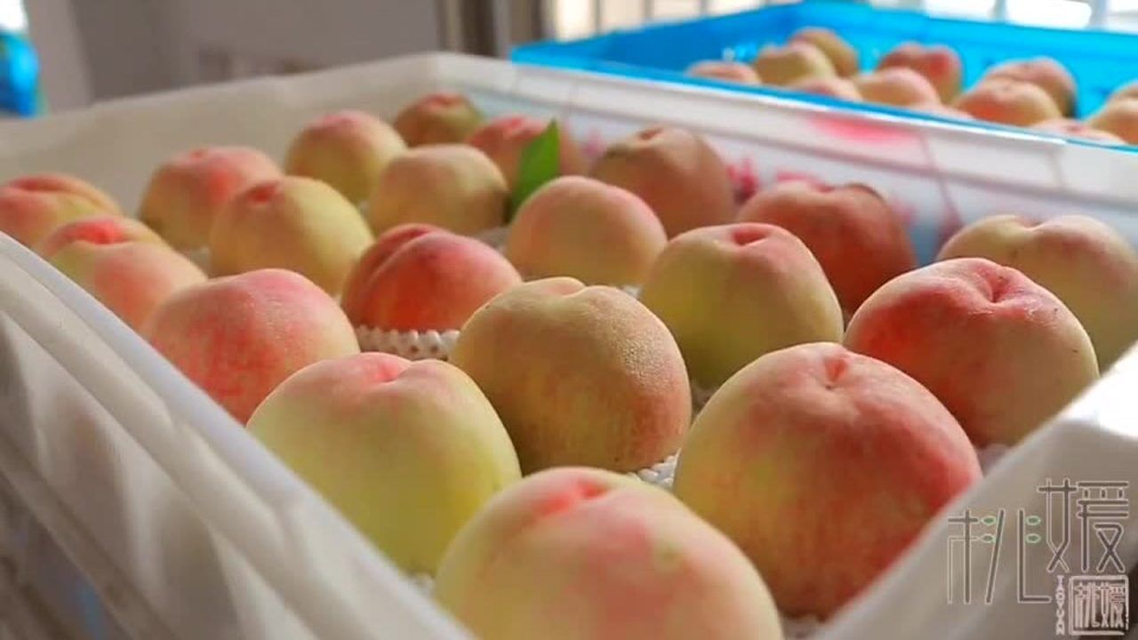 91水蜜桃精品免费60分钟大片视频免费:04-24-28-35-36-44E：49,探索91水蜜桃精品，免费60分钟大片视频的魅力