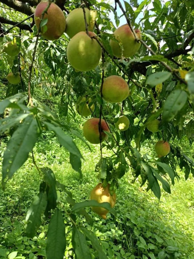 亚洲AV无码久久精品蜜桃播放:02-28-35-37-40-42P:22,亚洲精品蜜桃播放,探索无码久久的魅力 亚洲AV无码久久精品蜜桃播放:02-28-35-37-40-42P:22,亚洲精品蜜桃播放,探索无码久久的魅力