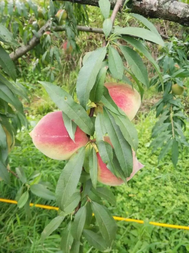 亚洲AV无码久久精品蜜桃播放:02-28-35-37-40-42P:22,亚洲精品蜜桃播放,探索无码久久的魅力 亚洲AV无码久久精品蜜桃播放:02-28-35-37-40-42P:22,亚洲精品蜜桃播放,探索无码久久的魅力