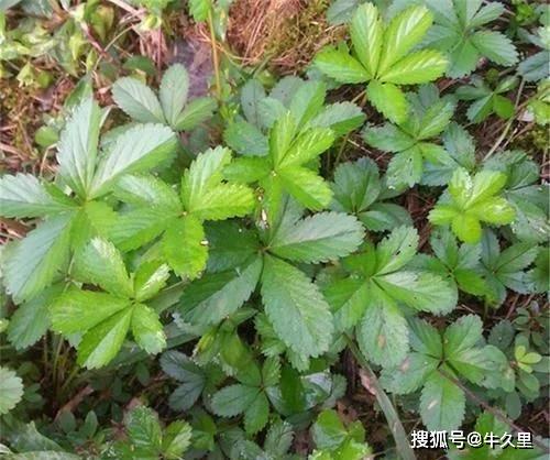 国产精品无码aⅴ嫩草:07-10-34-38-42-48C：24,国产精品无码嫩草，探索与赏析