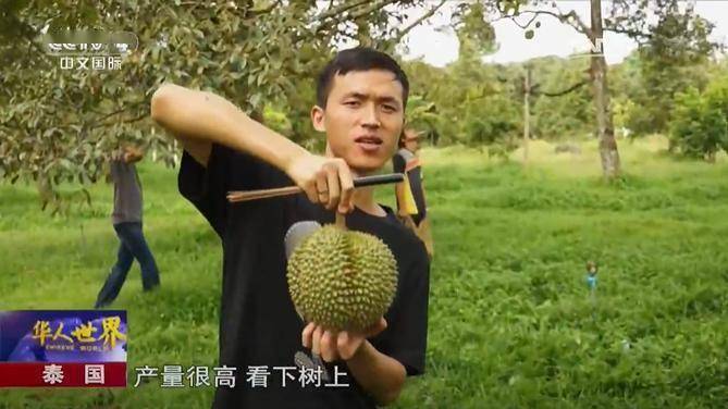 亚洲国产香蕉碰碰人人:05-09-17-27-35-46K：10,探索亚洲国产香蕉产业，一场独特的碰碰人现象与数字背后的故事